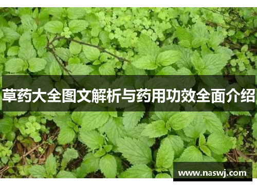 草药大全图文解析与药用功效全面介绍